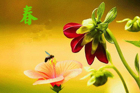 生肖属猪运势2.jpg