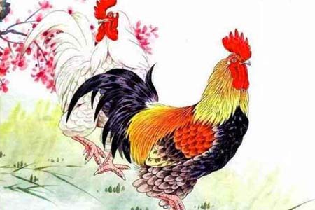 生肖鸡对配色有过人之处.jpg