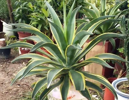 植物防煞气.jpg