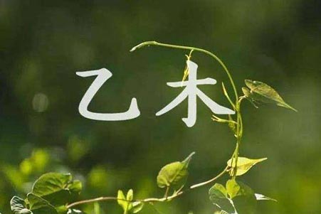 阴木性格.jpg