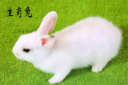 生肖兔.jpg
